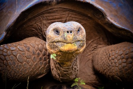 Galápagos Tortoise
