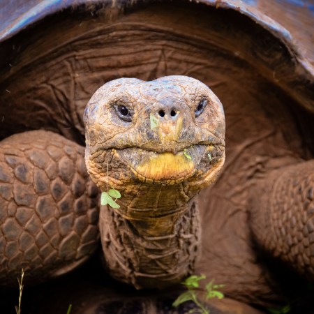 Galápagos Tortoise