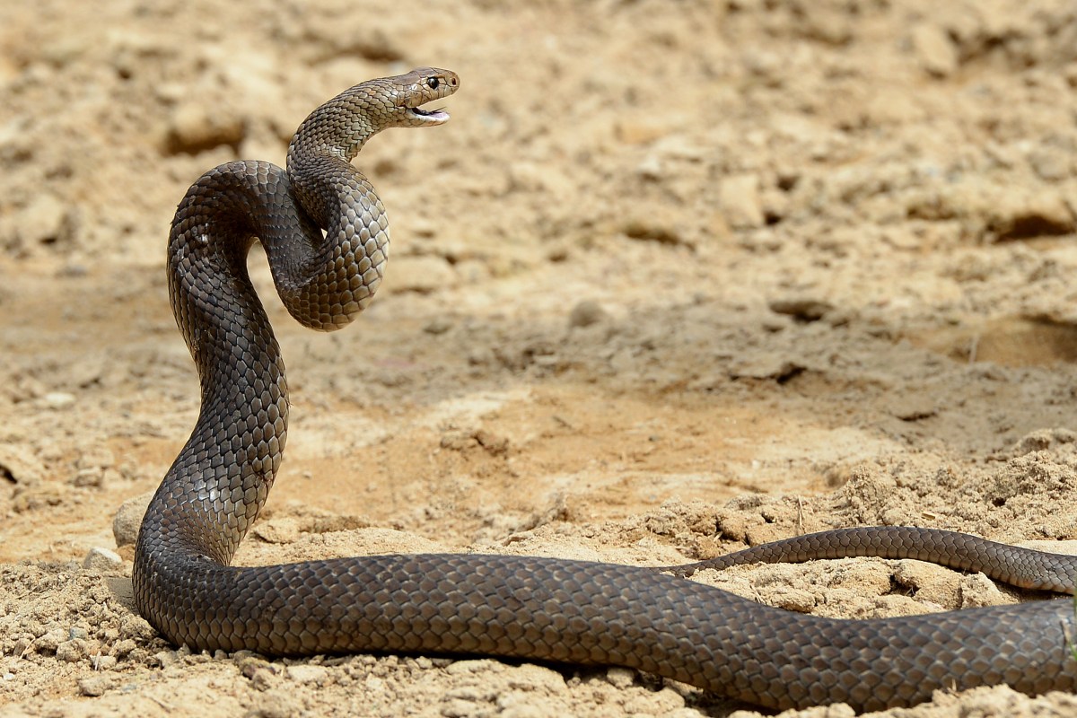 name a snake brown snake