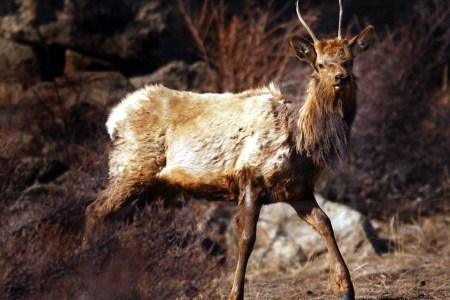 chronic wasting disease elk deer moose