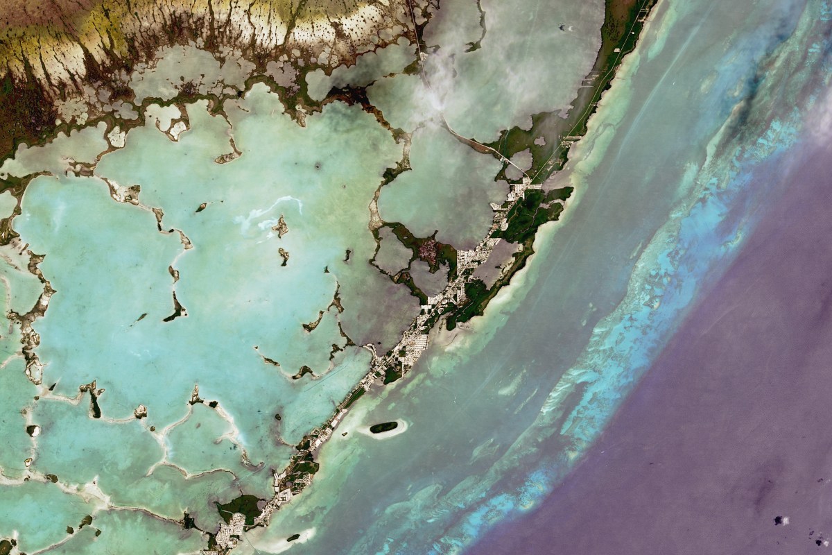 Key West coral reef