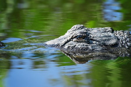 Scientists Drugged Alligators In Order To Understand Dinosaur Hearing