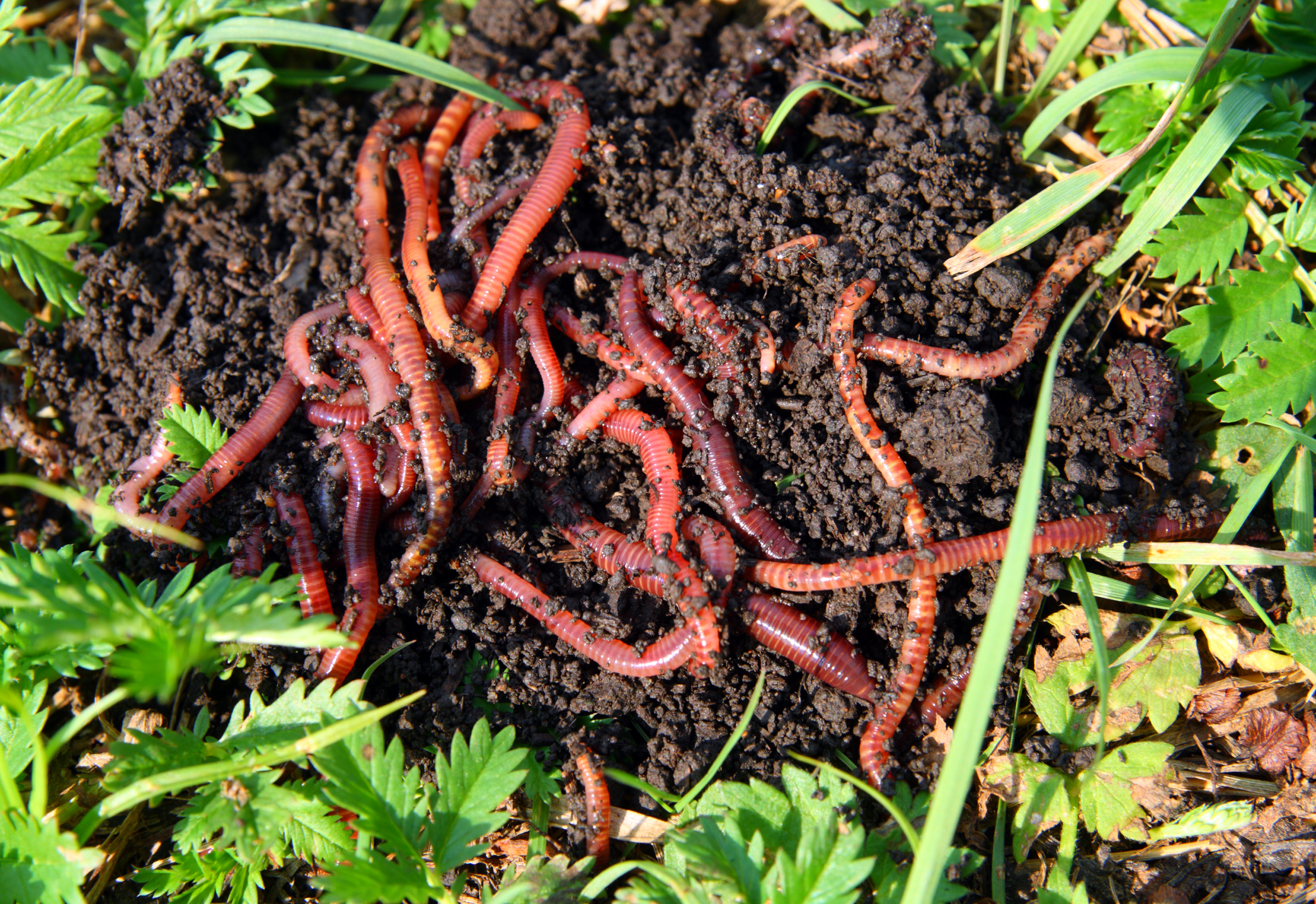worms
