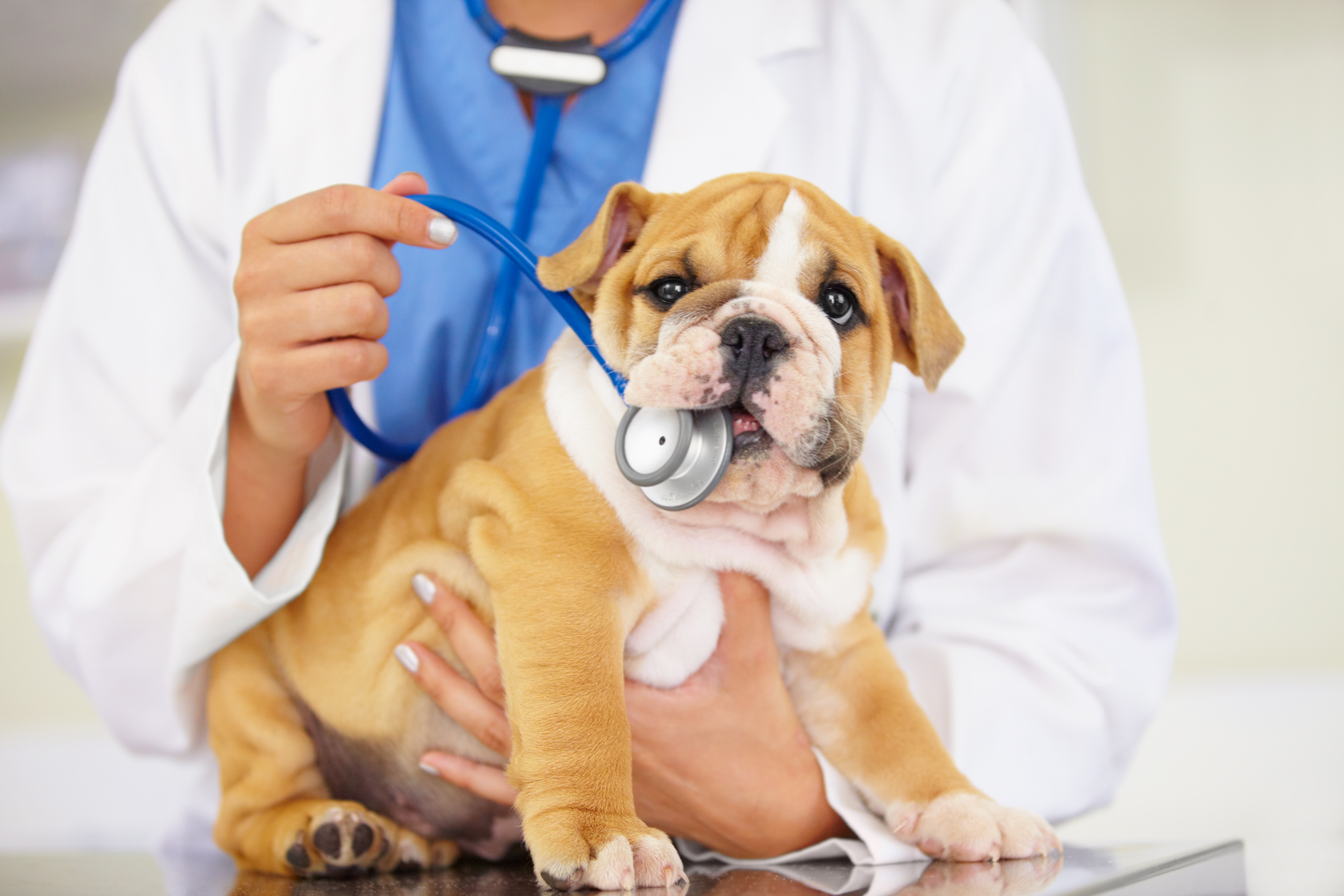 Собака перед операцией. Собака врач. Животное у ветеринара. Собака Ветеринария. Собака медик.
