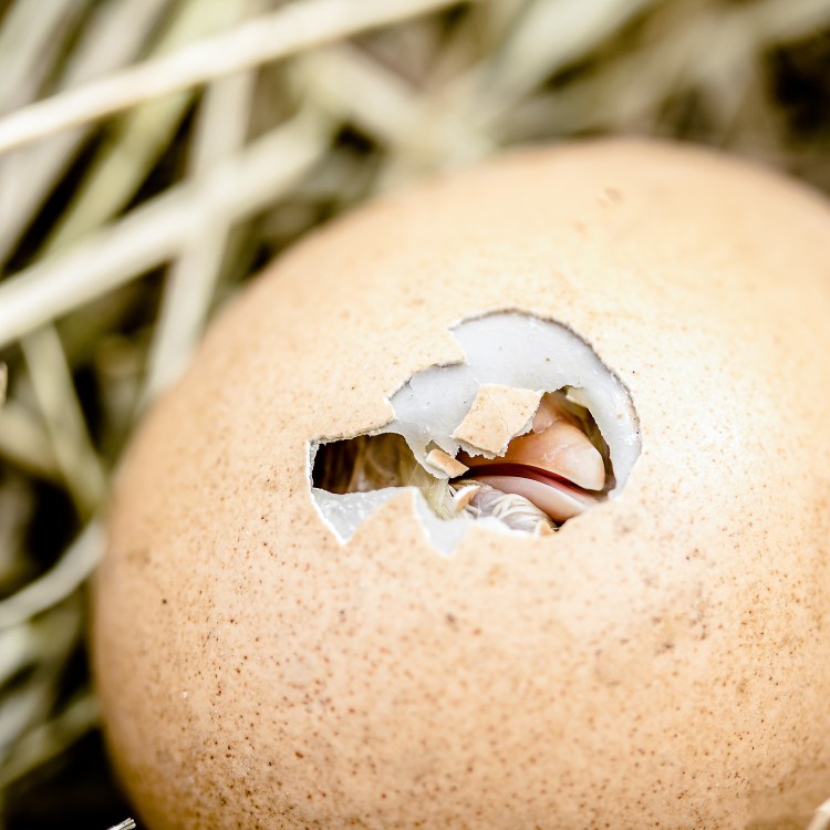 egg fossil bird