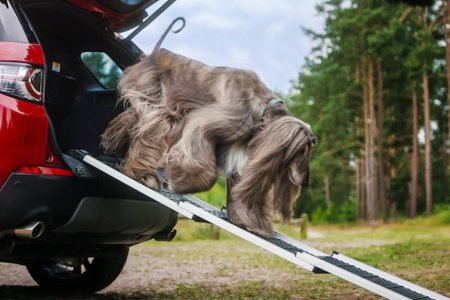 Land Rover Now Makes a Collection of Car-Friendly Dog Gear