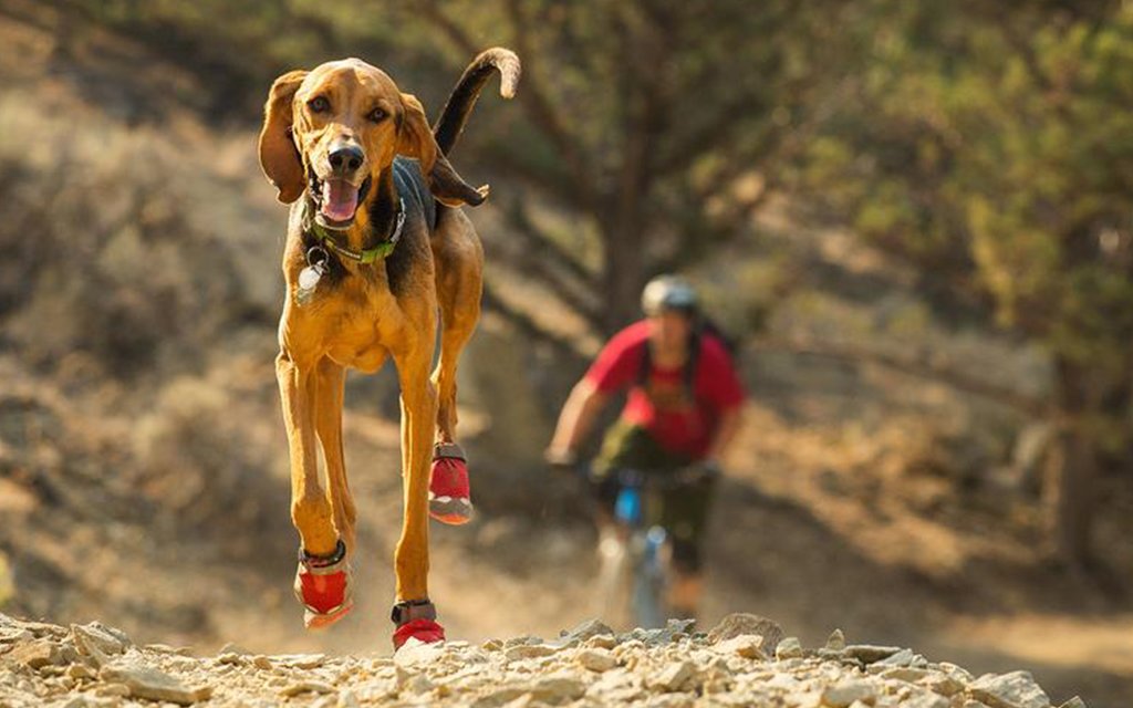 best outdoor dog gear