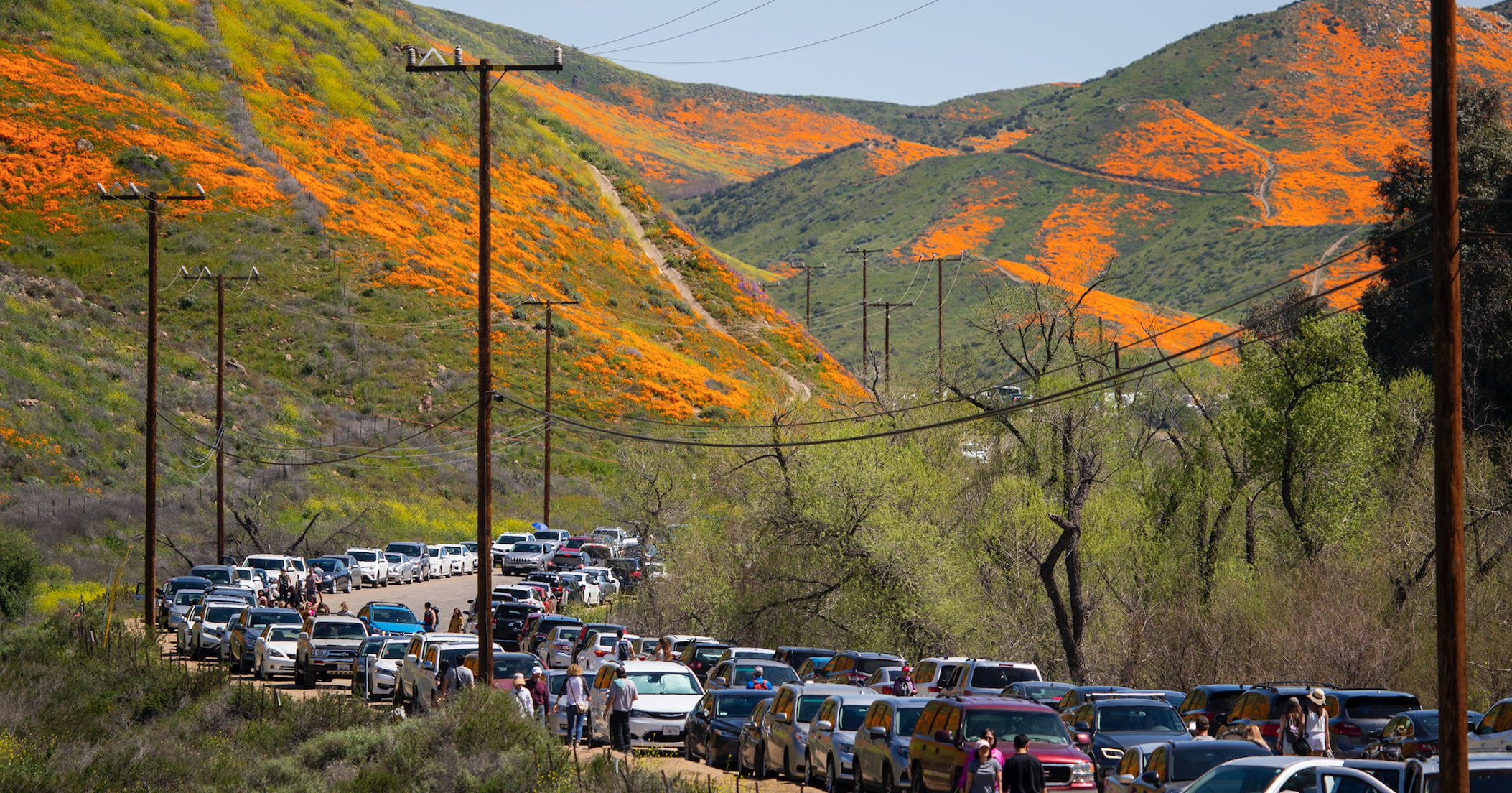 california poppies