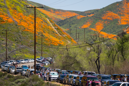 california poppies