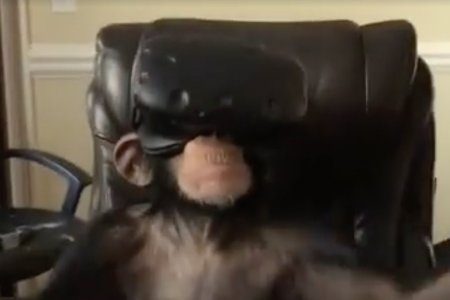 Watching a Chimp Watch VR Is a Fundamental Part of the Human Experience