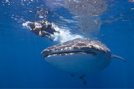 Here’s What It’s Like to Swim With Whale Sharks
