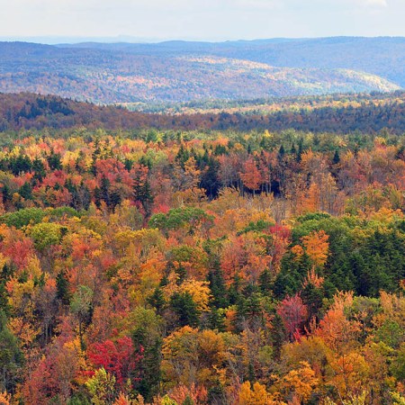Fall Foliage Is Going to Be Particularly Vibrant This Year, Fellow Harvest Lovers