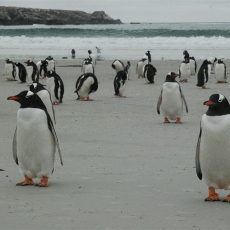 The Third Largest Falkland Island Is for Sale. Hope You Like Penguins.