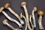 Magic mushrooms