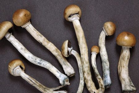 Magic mushrooms