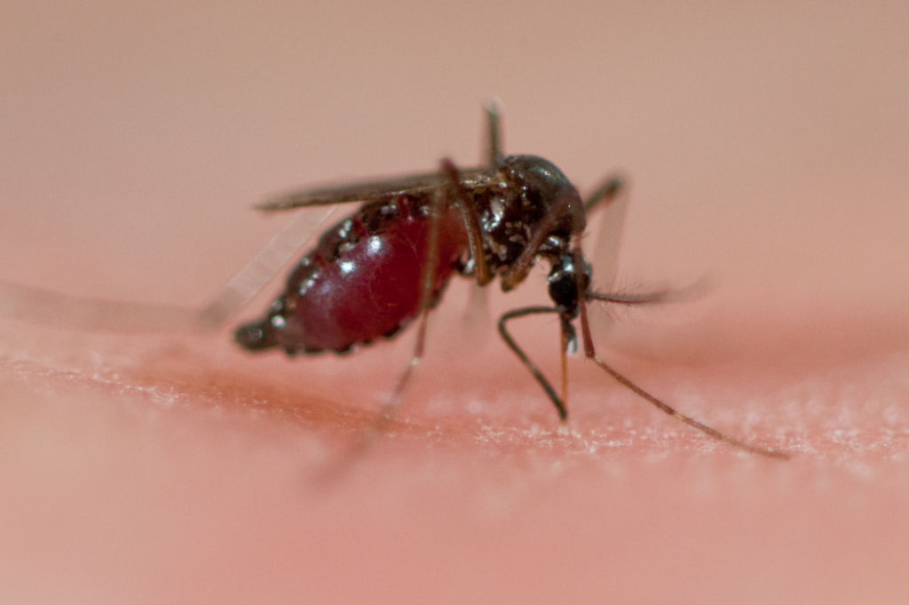 Tropical Diseases Could Exist In Alaska in Six Decades