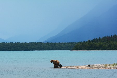 Hanging Out With Bears in Alaska Now Easier, Safer Than Ever