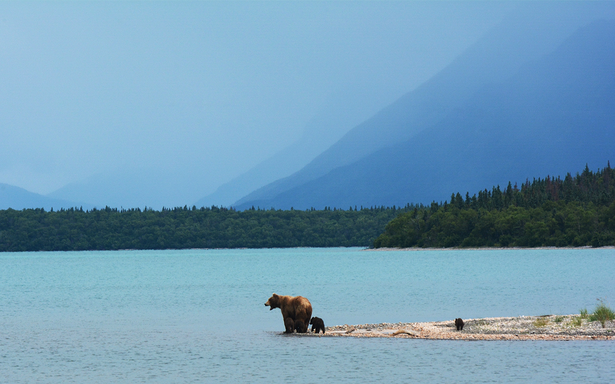 Hanging Out With Bears in Alaska Now Easier, Safer Than Ever