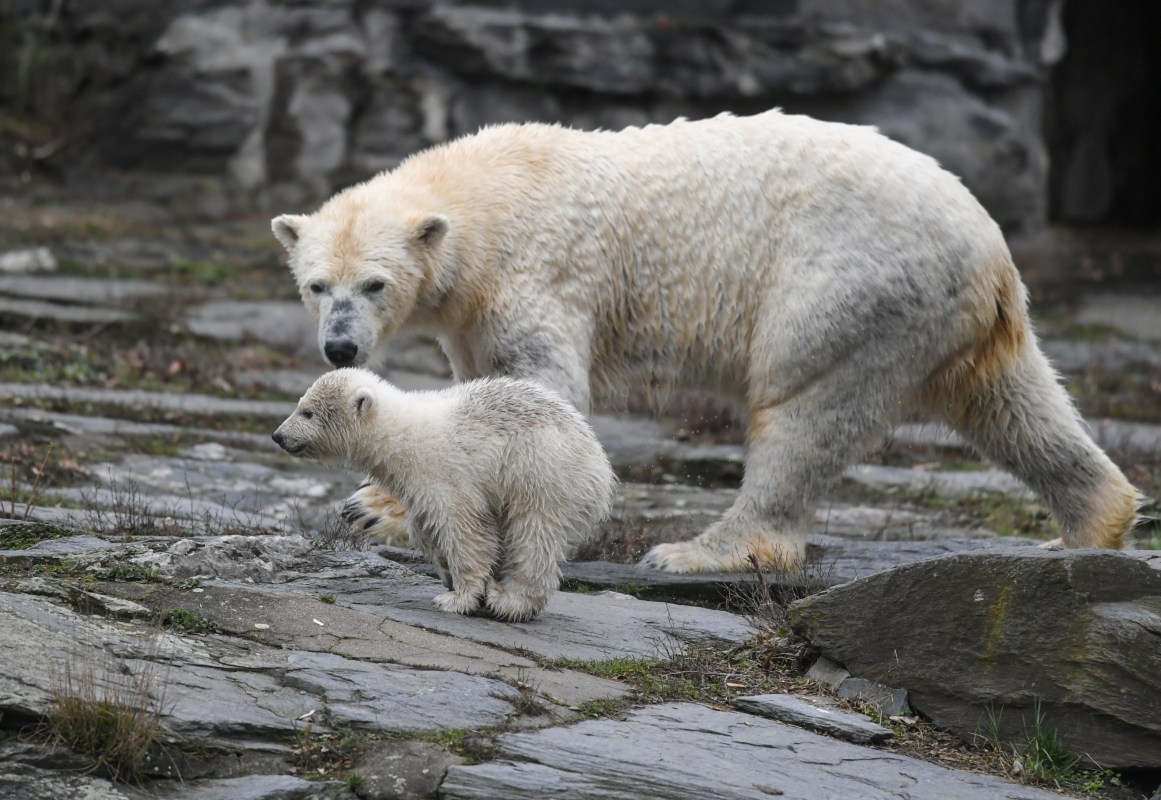 Humans are killing polar bears