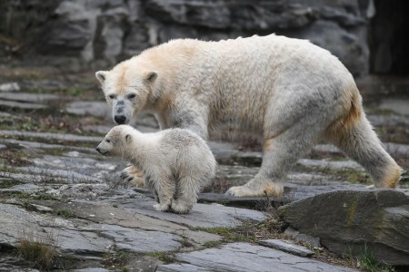 Humans are killing polar bears