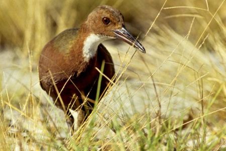How This Extinct Bird Made Its Amazing Comeback