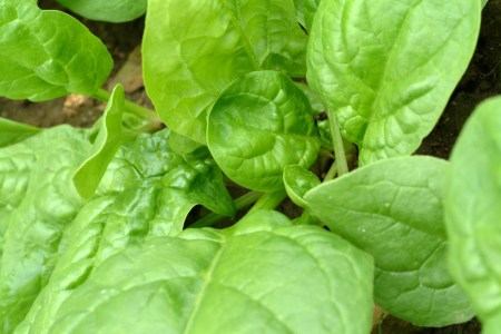 Spinach steroid