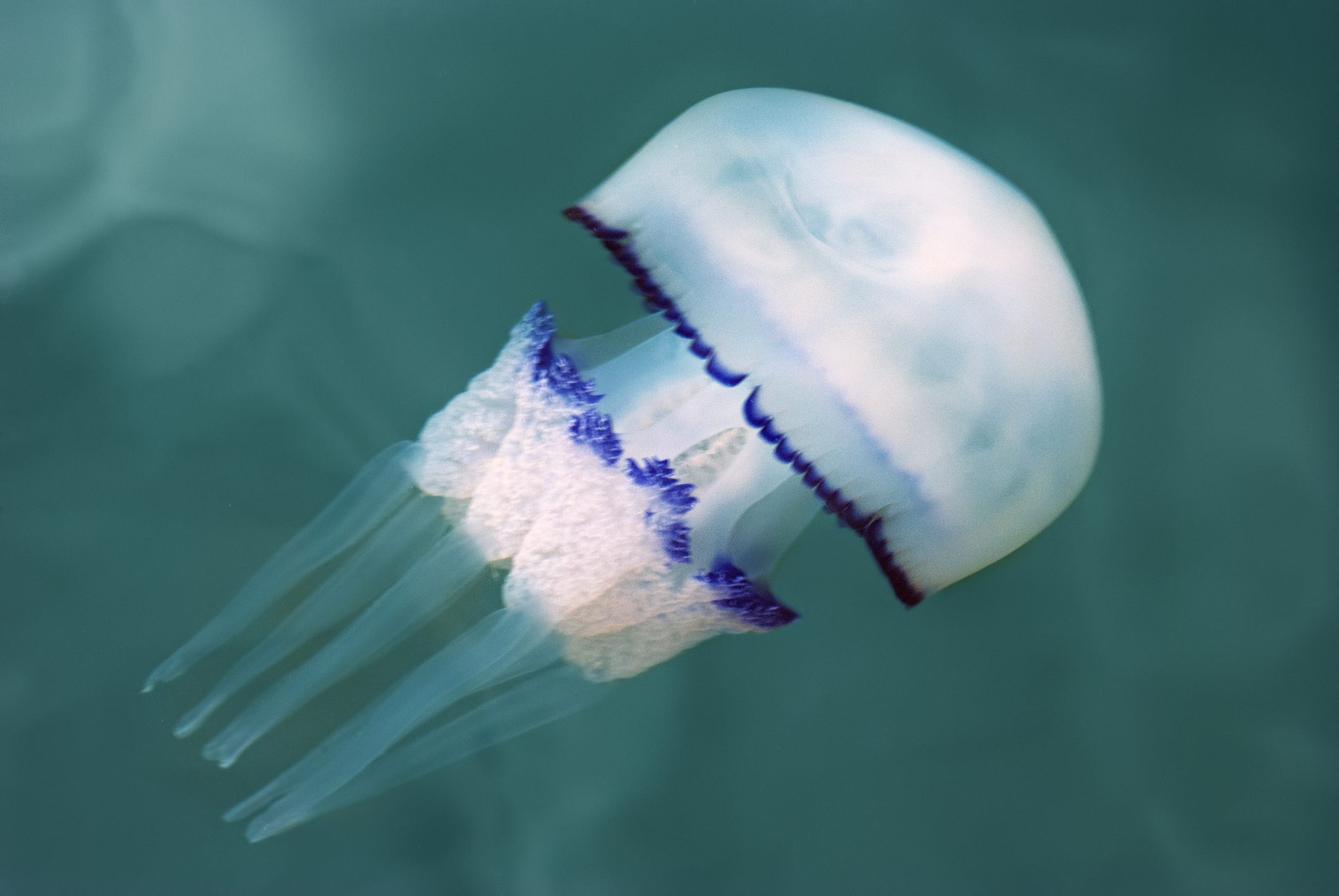 See This Rare Jellyfish the Size of a Human InsideHook