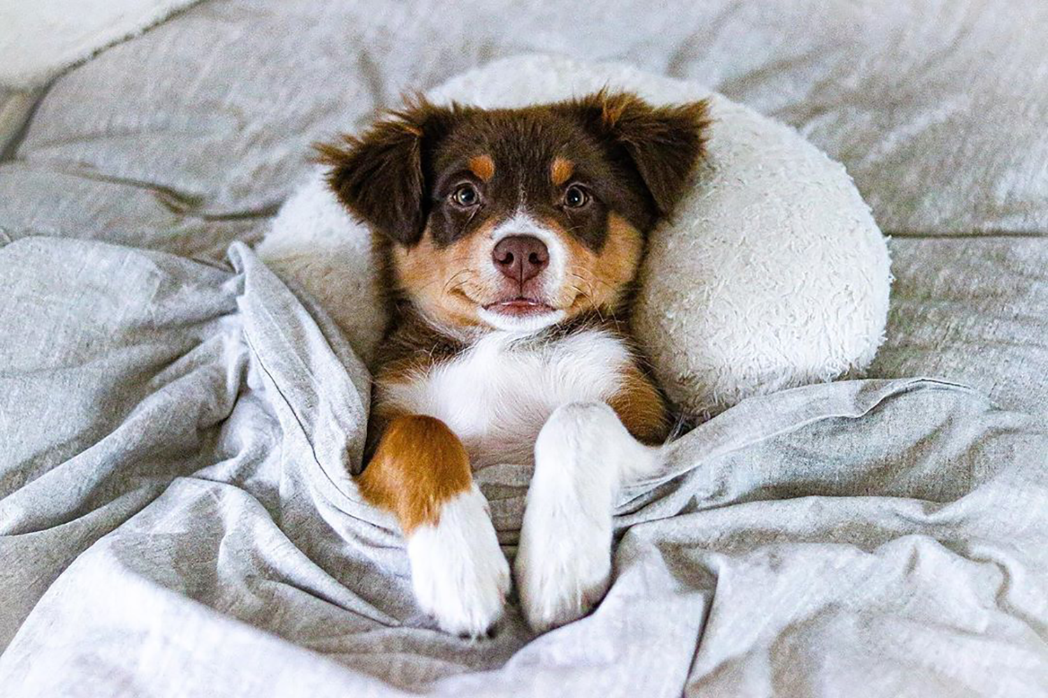 a miniature australian shepherd