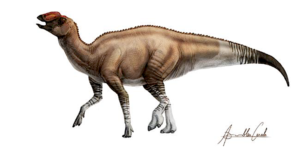 New Dinosaur Species Discovered at Texas National Park