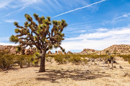 Joshua tree