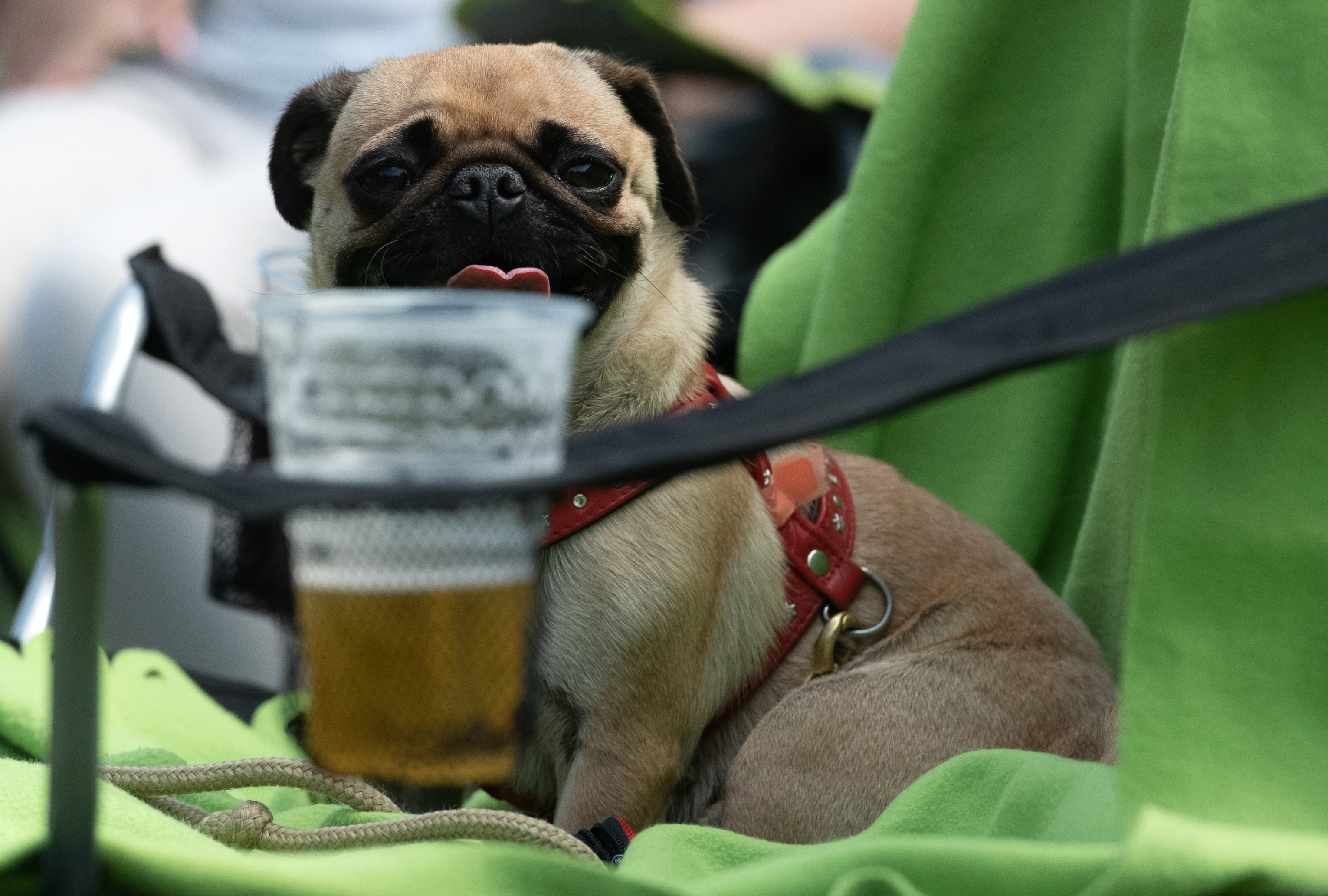 dog beer