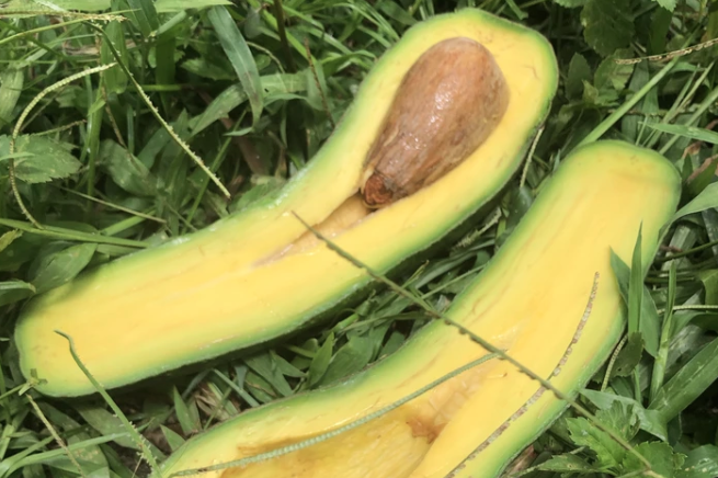 Long Neck Avocados Are Terrifying But Hipster Millennials Will Love 'Em