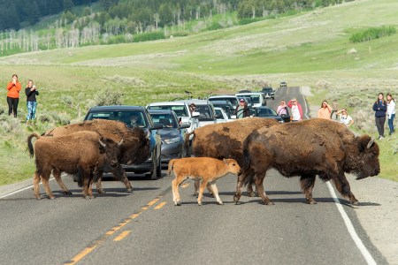 A group of wild bison and their newborns crossing a two-lane road in Yellowstone National Park while park visitors in cars and on the grass watch and take photos and video on their phones