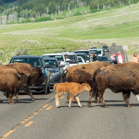 A group of wild bison and their newborns crossing a two-lane road in Yellowstone National Park while park visitors in cars and on the grass watch and take photos and video on their phones