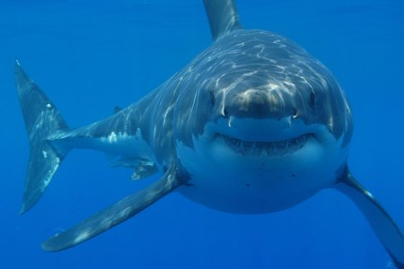 Great white shark