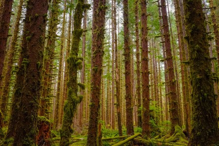 Trump Executive Order National Forests