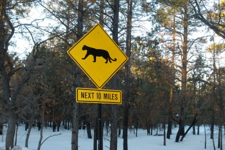 Mountain lion sign