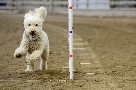 Teagan, a 5-year-old Labradoodle, weaves in and out of a set of poles set up by the Front Range Agility Club at the Indoor Arena at the Boulder County Fairgrounds. (Photo by Matt Jonas/Digital First Media/Boulder Daily Camera via Getty Images)