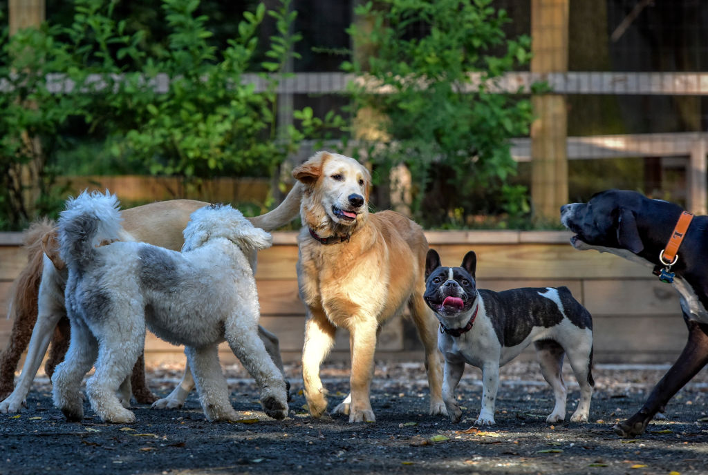 Chubbs, a golden retriever, center, convenes a grouping of canines at a small dog park which is causing some friction between locals, in Chevy Chase, MD.
(Photo by Bill O'Leary/The Washington Post via Getty Images)