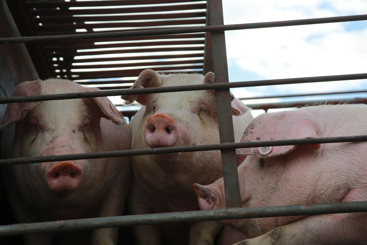 Revised Regulations at Pig Slaughterhouses Could Be a Really Bad Idea
