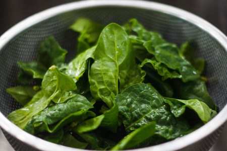 The Benefits of Plant Protein