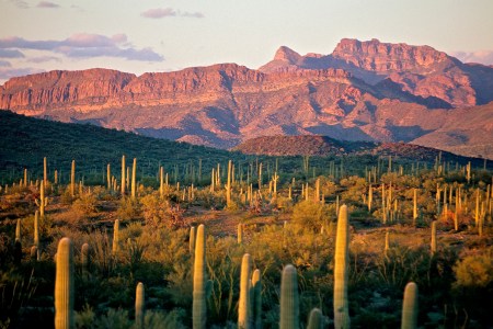 Organ Pipe Cactus National Monument in Arizona