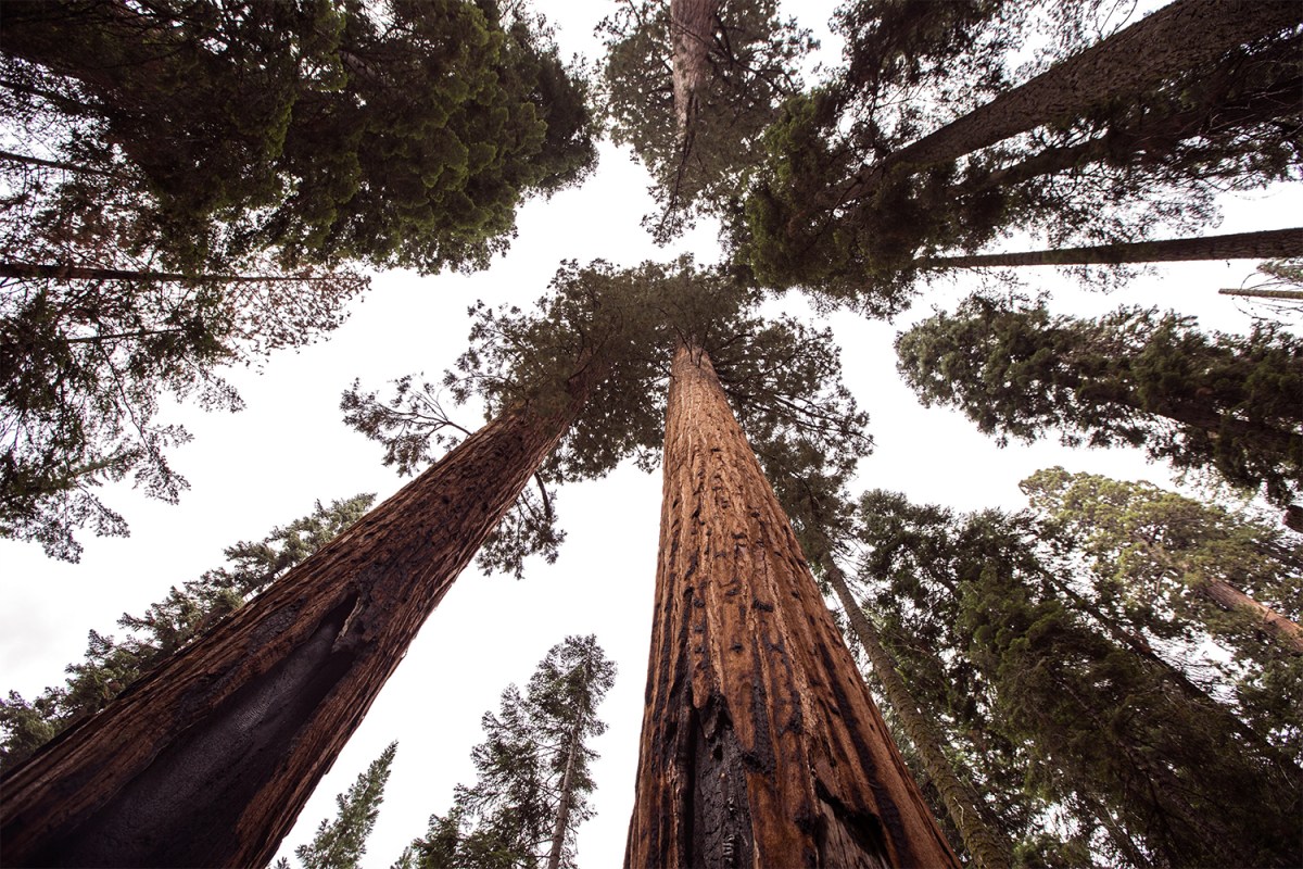 Help Buy the Largest Privately-Owned Giant Sequoia Grove - InsideHook