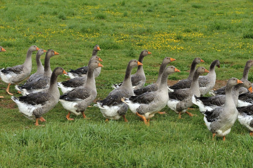 Perigord geese bred for the production of Foie Gras, Castelnaud-la-Chapelle, Dordogne, Nouvelle-Aquitaine, France.