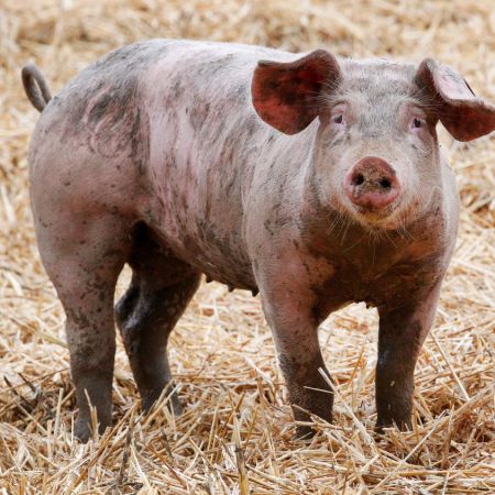 China Is Breeding Pigs Weighing More than 1,000 Pounds