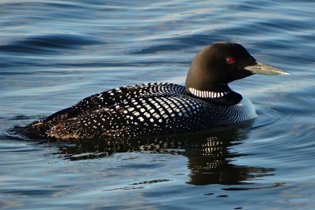 Common Loon State Bird of Minnesota