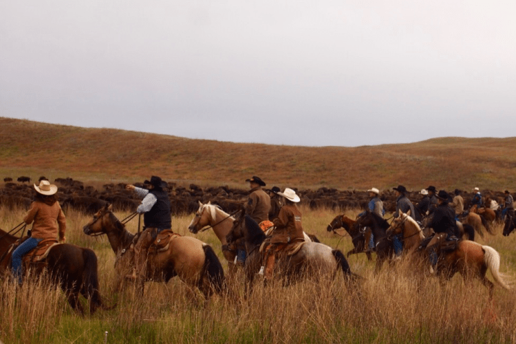 Rounding up the buffalo (John Scott Lewinski for InsideHook)