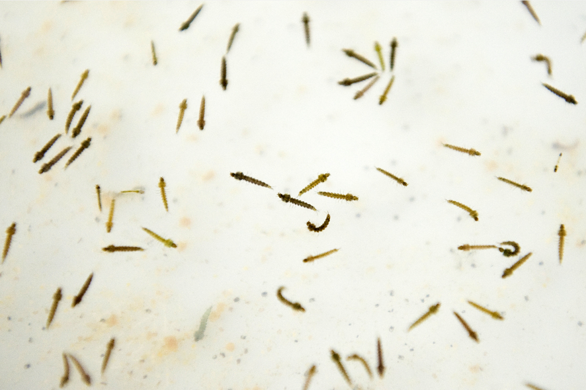 Mosquito larvae in a laboratory at the Center for Scientific Research Caucaseco in the outskirts of Cali, Colombia.