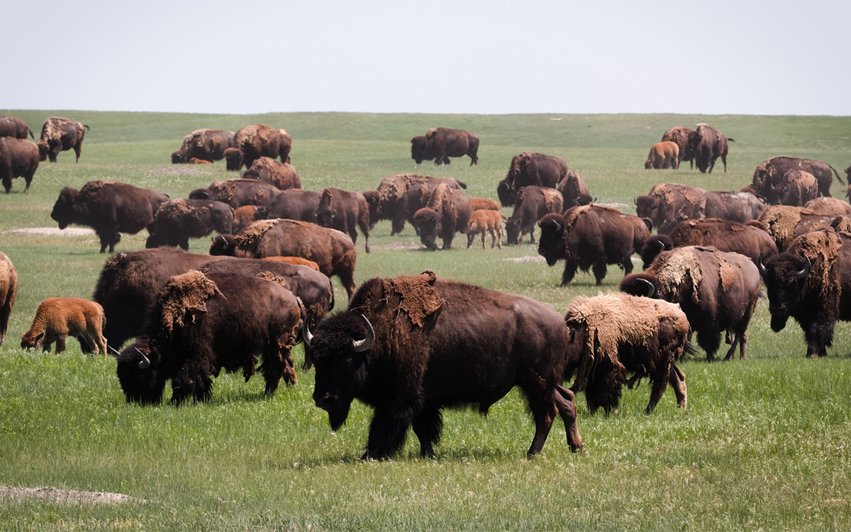 Bison Return to Badlands National Park