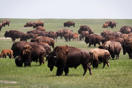 Bison Return to Badlands National Park